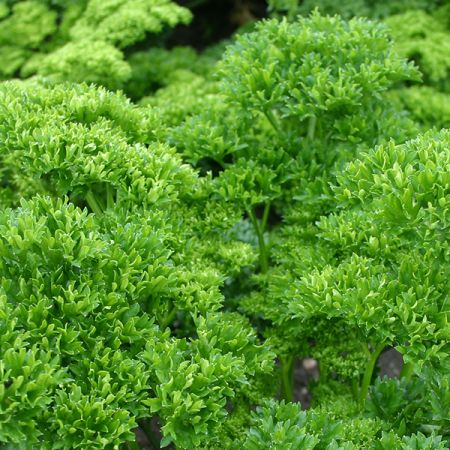 Parsley Moss Curled (9cm pot)