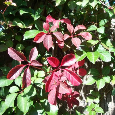 Parthenocissus henryana - Photo by Leonora (Ellie) Enking (CC BY-SA 2.0)