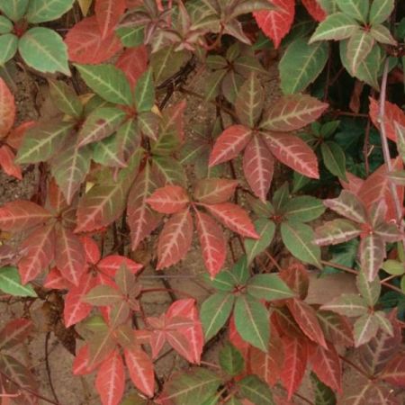 Parthenocissus henryana - Photo by Leonora (Ellie) Enking (CC BY-SA 2.0)