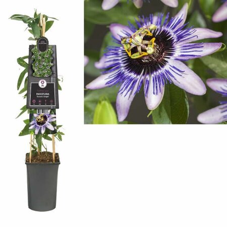 Passiflora 'Damsel's Delight' (2.25L pot)