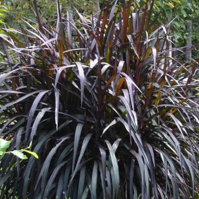 Pennisetum 'Princess Caroline' - Photo by cultivar413