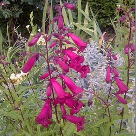 Penstemon "Garnet" - Photo by Emőke Dénes (CC BY-SA 4.0)