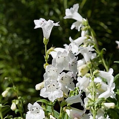 Penstemon 'White Bedder' - Photo by Julie Anne Workman (CC BY-SA 3.0)