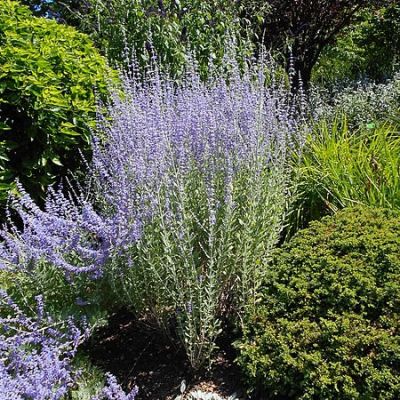 Perovskia Little Spire - Photo by Salicyna (CC BY-SA 4.0)