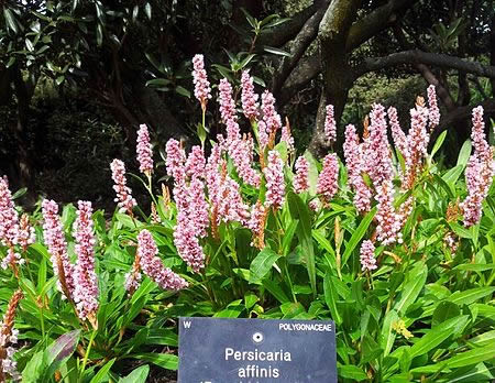 Persicaria affinis (2L pot)