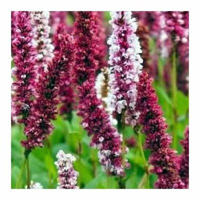 Persicaria 'Darjeeling Red' (9cm pot)