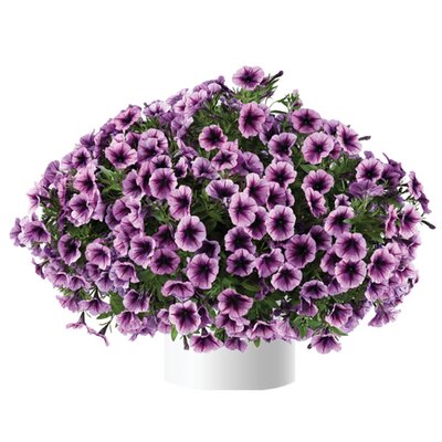 Petunia Cascadias™ 'Purple Ice' - Image courtesy of Danziger