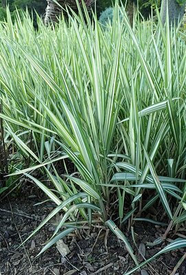 Phalaris 'Picta' (9cm pot) - image 1