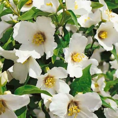 Philadelphus 'Belle Etoile' - Photo by Epibase (GFDL)