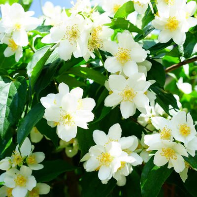 Philadelphus 'Starbright' - Image courtesy of pickpik