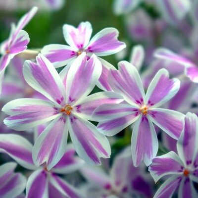 Phlox 'Candy stripes' - Image by Nicole Pankalla from Pixabay