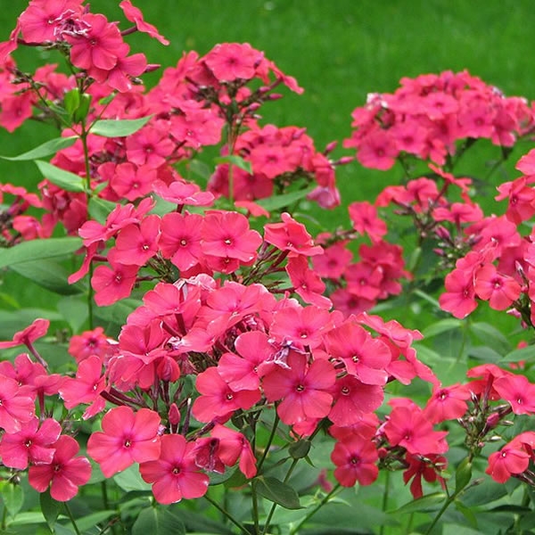 Phlox 'Famous Coral' (2L pot) - Ardcarne Garden Centre | Roscommon & Boyle