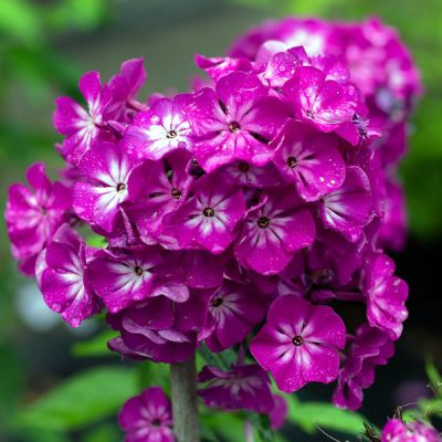 Phlox Famous Purple - Image by Sonja Kalee from Pixabay