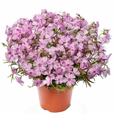 Phlox 'Goldiphlox Pink' - Image courtesy of Syngenta Flowers