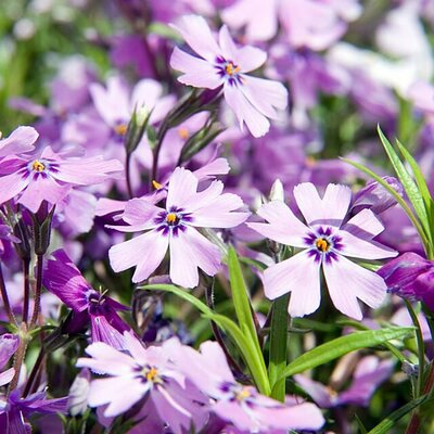Phlox 'Purple Beauty' - Photo by David J. Stang (CC BY-SA 4.0)