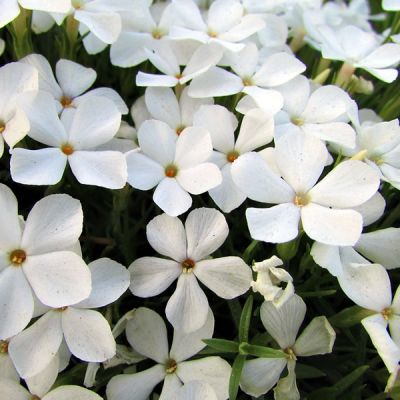 Phlox Sub. “Fabulous White” - Image by Avia5 from Pixabay