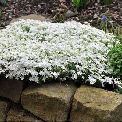 Phlox 'Ice Mountain' - Public Image under fair use