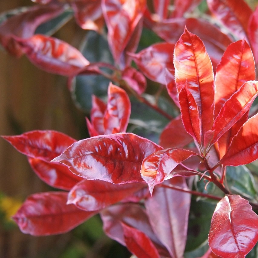 Photinia Red Compacta Parachute (40L pot) - Ardcarne Garden Centre ...