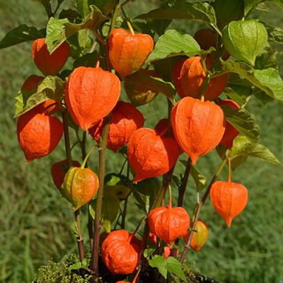 Physalis "Franchetii" - Image by Vogelfreund (CC BY-SA 3.0)