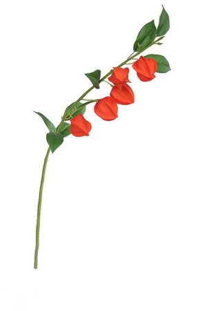 Physalis stem (69cm)