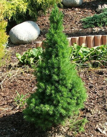 Picea glauca 'Conica' (10L pot)