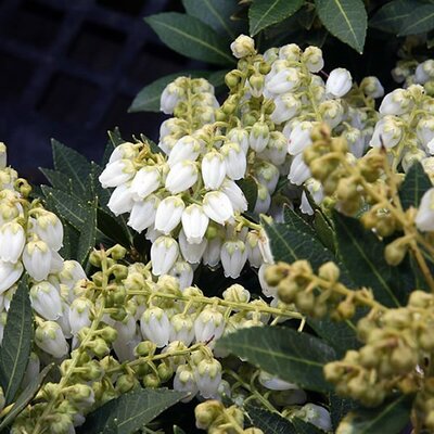 Pieris japonica 'Prelude' - Photo by David J. Stang (CC BY-SA 4.0)