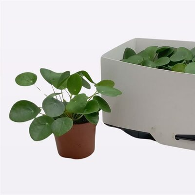 Pilea peperomoides (13cm pot)