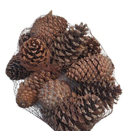 Pinecone Maritima 15pcs