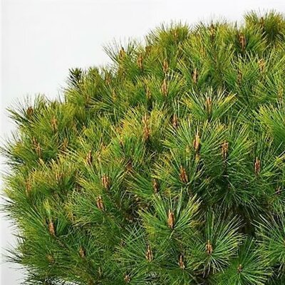 Pinus densiflora 'Alice Verkade' - Public domain iage