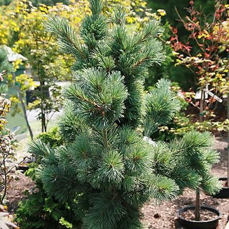 Pinus flexilis 'Pygmaea' - Photo by David J. Stang (CC BY-SA 4.0)