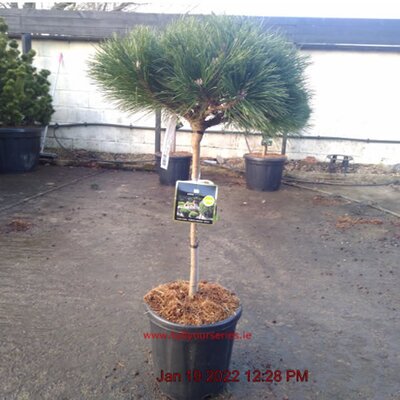 Pinus Nigra Brepo Stem and Crown - Image courtesy of Tully Nursery