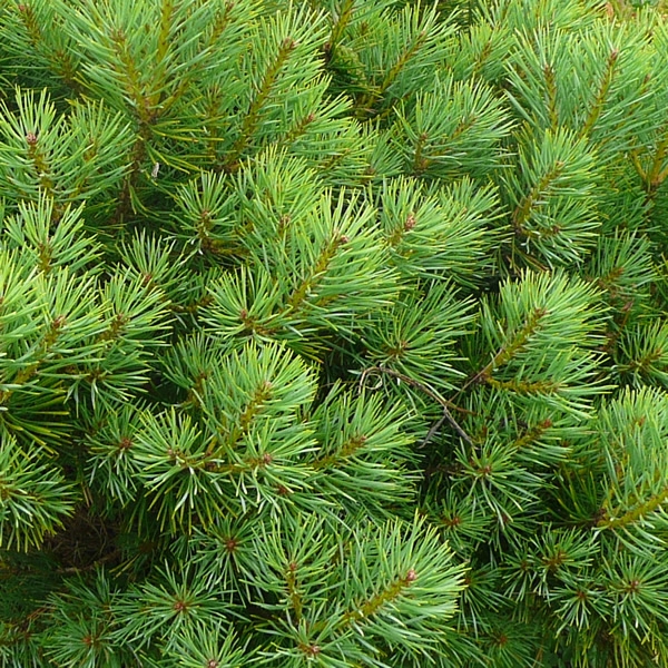 Pinus nigra 'Marie Bregeon' (15L pot) - Ardcarne Garden Centre ...