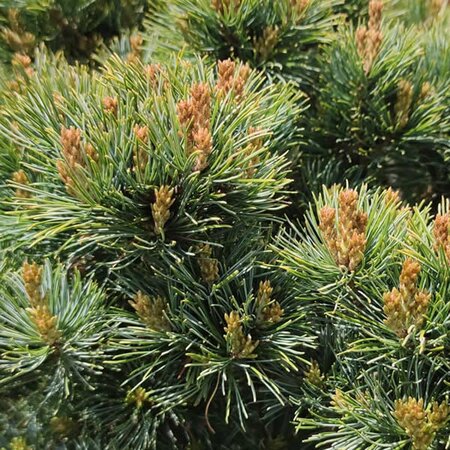 Pinus parviflora 'Linda' (11L pot)