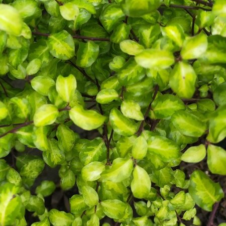 Pittosporum 'Donovan Gold' - Public Domain Image