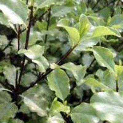 Pittosporum 'Emerald Dome' - Public image under fair use (courtesy of YouGardener)