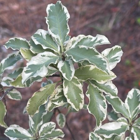 Pittosporum euginioides 'Variegatum' - Image Courtesy of Pl@ntNet