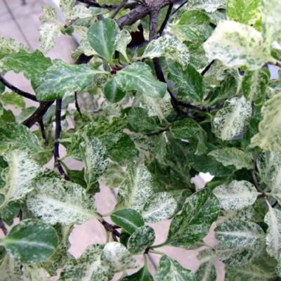 Pittosporum 'Irene Patterson' (20L pot)