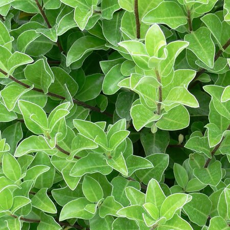 Pittosporum 'Irish Luck' - Public Domain Image under fair use