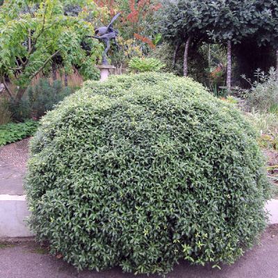 Pittosporum 'Golf Ball' - Photo by Leonora (Ellie) Enking (CC BY-SA 2.0)