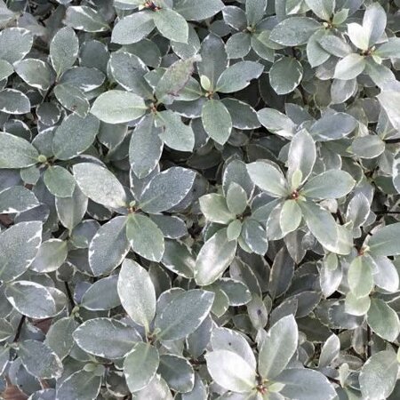 Pittosporum 'Silver Ball' - Public Domain Image under fair use