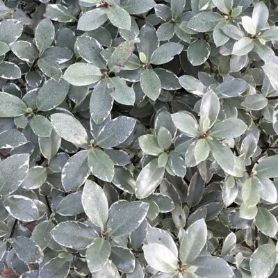 Pittosporum 'Silver Ball' (5L pot)