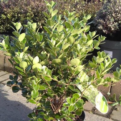 Pittosporum 'Stephen's Island' - Image courtesy of Tully Nurseries