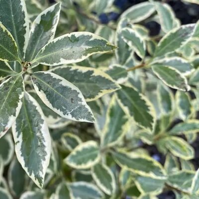 Pittosporum Variegatum - Public Domain Image under fair use