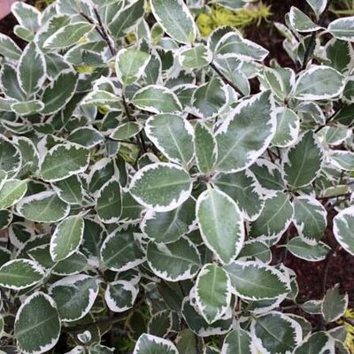 Pittosporum 'Malahide' - Public Domain Image