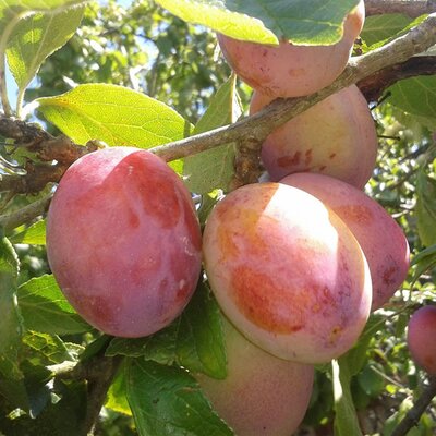 Plum 'Victoria' - Image by Susan Ryan from Pixabay