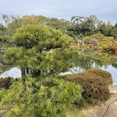 Podocarpus macrophyllus (5L pot)