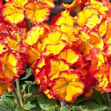 Polyanthus Showstopper 'Fire Dragon' - Public Domain Image