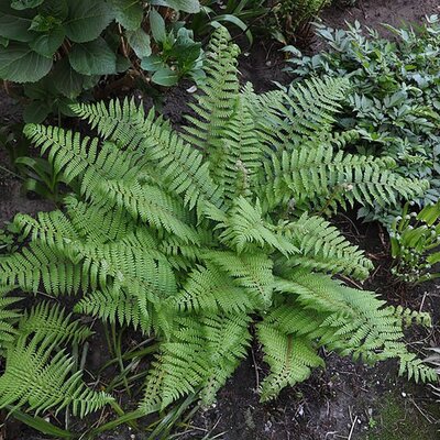 Polystichem Setiiferum - Photo by Marc Ryckaert (CC BY-SA 3.0)