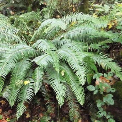 Polystichum munitum - Photo by brewbooks (CC BY-SA 2.0)