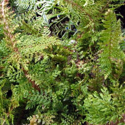 Polystichum polyblepharum - Photo by David Eickhoff (CC BY 2.0)